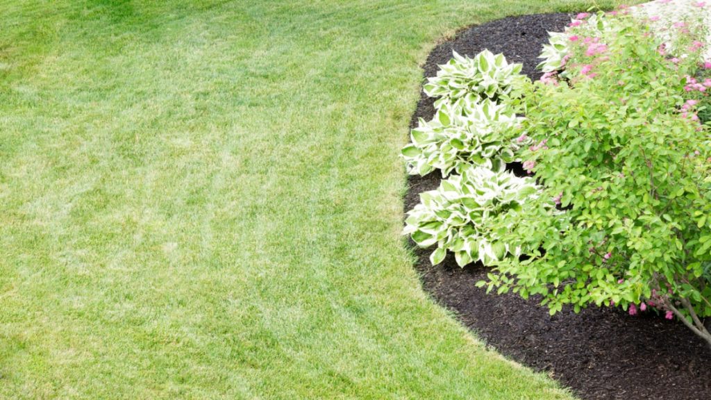 How to Choose the Best Lawn Treatment Service in Augusta