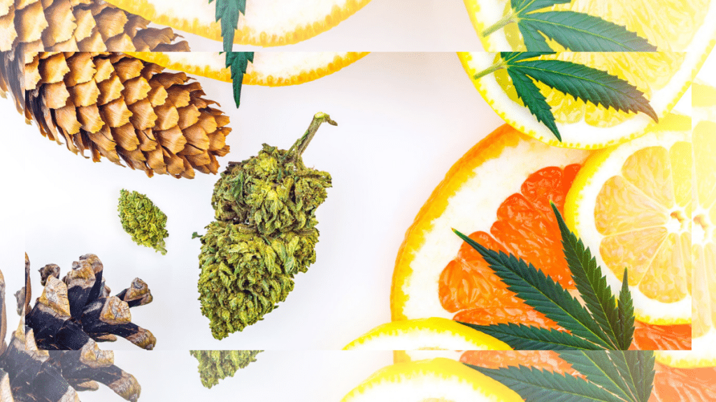 Understanding Terpenes The Aromatic Compounds in Medical and Recreational Products in Chicago