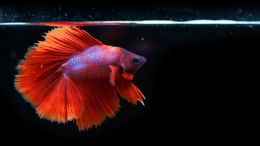 Are Betta Fish Good to Keep for Beginners? A Comprehensive Guide