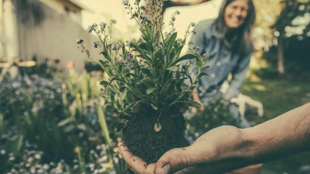 Five gardening influencers you should follow on YouTube