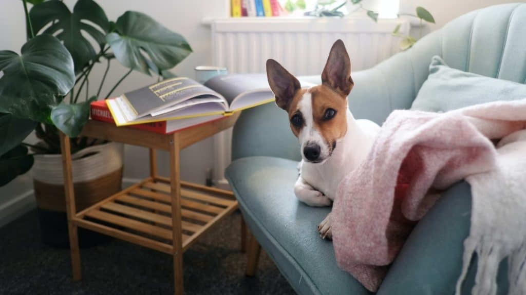 How to Create a Pet-Friendly Home Environment