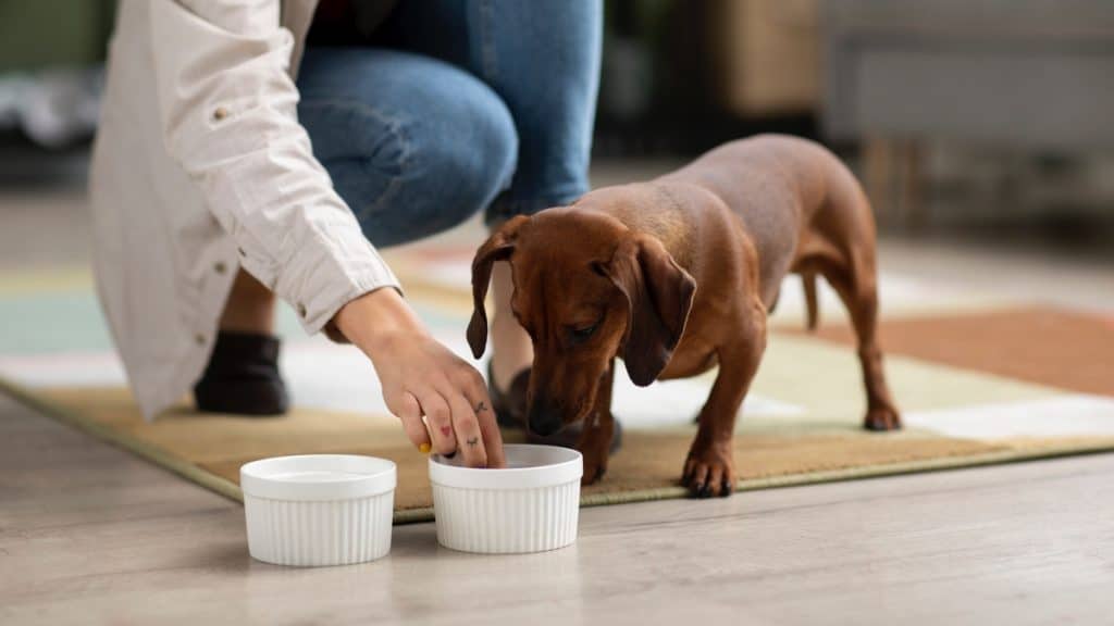 How to Improve Your Dogs Health Through Nutrition