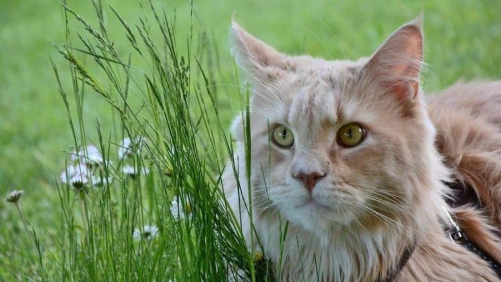 Understanding the Growth Stages of Maine Coon Cats