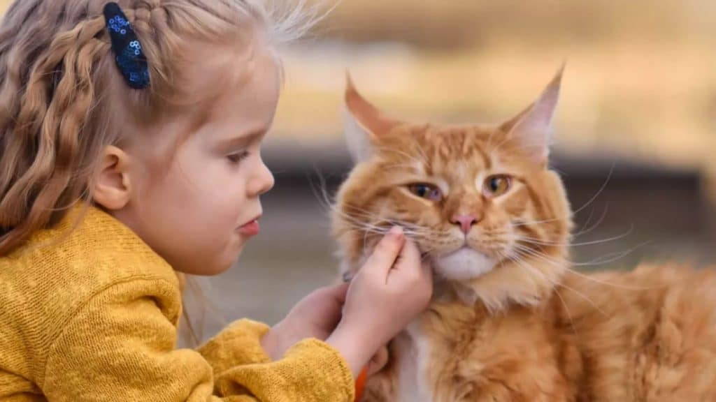 Adorable Maine Coon Kittens for Sale in Oklahoma Find Your Furry Companion Today!