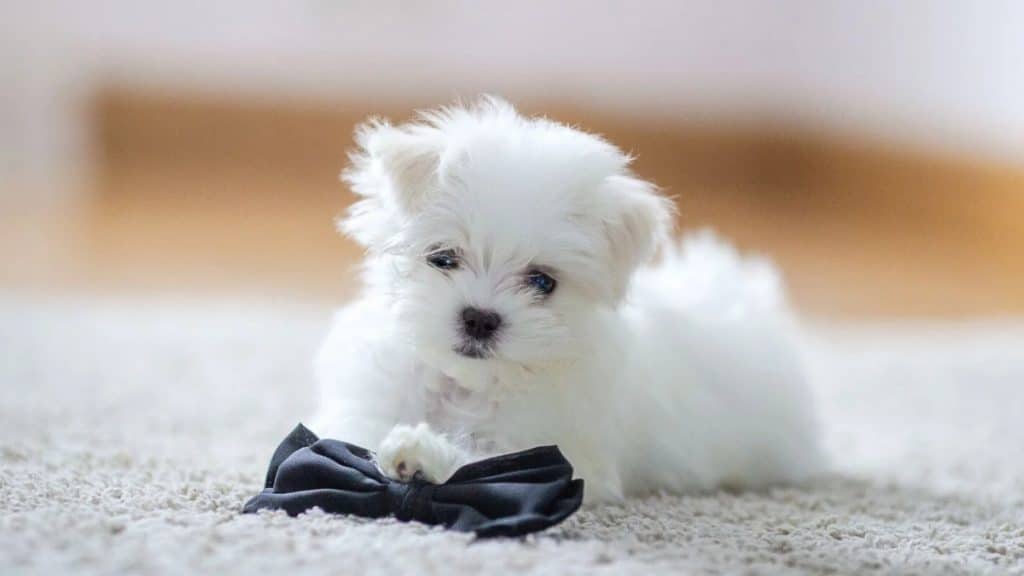 Best Small Breed Dogs for Condo Living