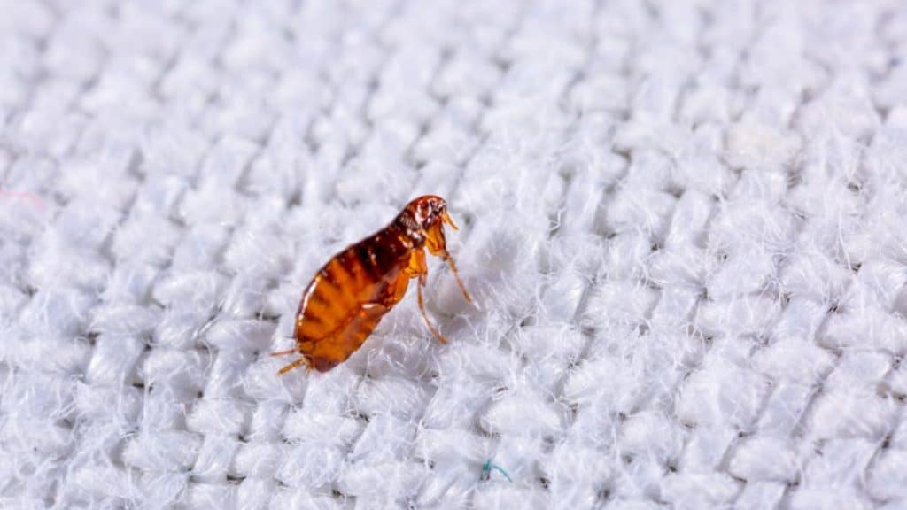 How to Safely Exterminate Fleas from Your Home