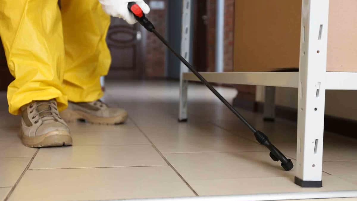The Best Pest Control Solutions for Renters in Virginia Beach