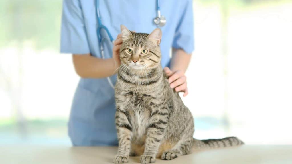 Golden Years Essential Care Tips for Your Senior Cat