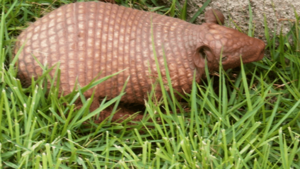 Humane Armadillo Trapping Methods Effective Strategies for Safe Removal