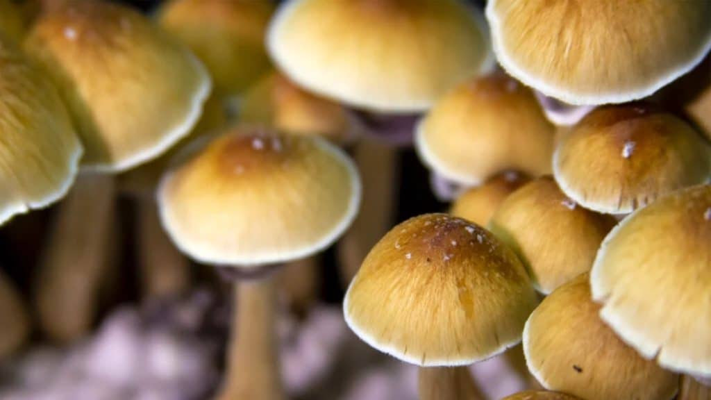 Mushrooms for Depression Uses & How it Works