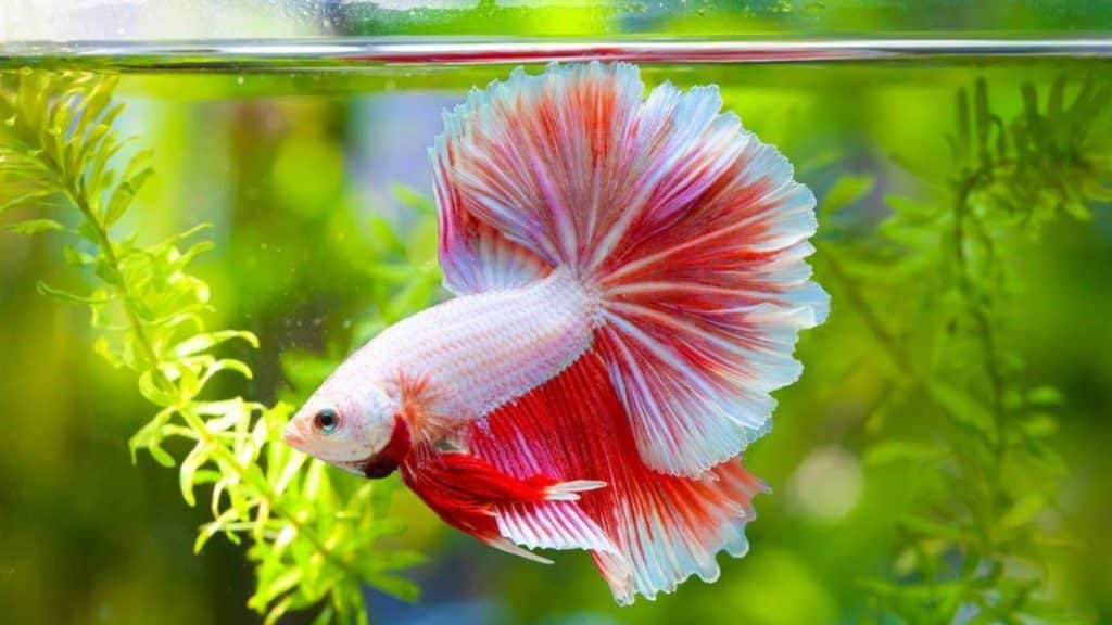 Betta fish online best sale