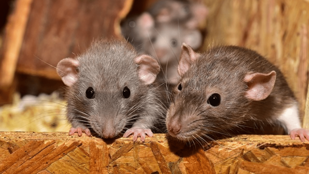 6 Tell-Tale Signs that There May Be Rodents in Your Home