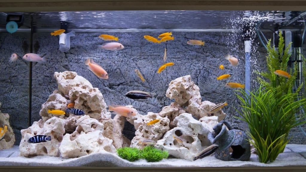 Care Tips for Pet Fish in a Condo