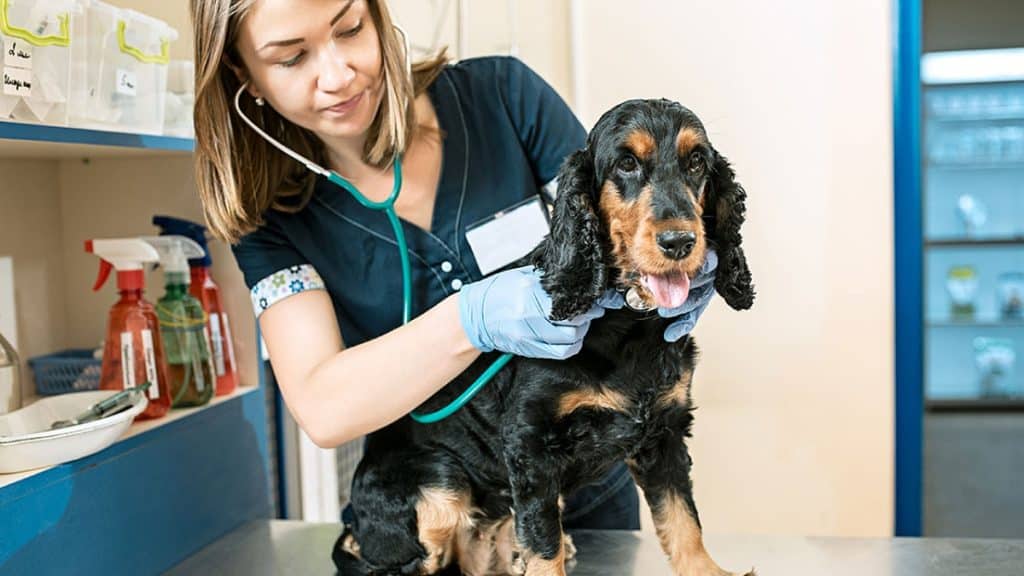 Why Regular Check-Ups at Veterinarians Near You are Crucial for Your Pet Health