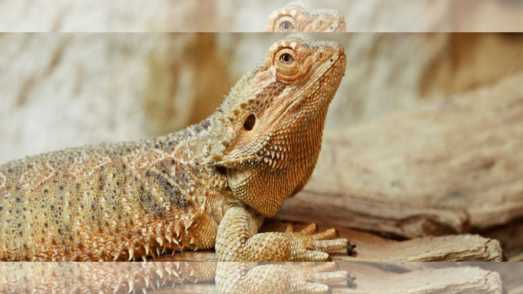 Comprehensive Guide to Bearded Dragon Care