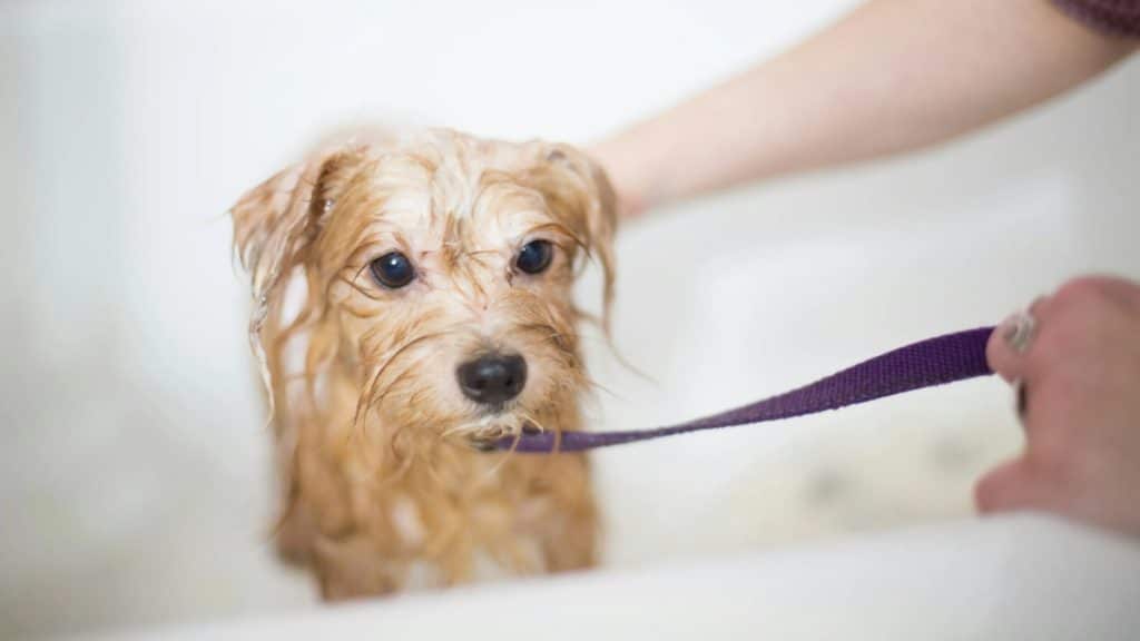 Everything You Must Be Aware About Grooming Your New Puppy