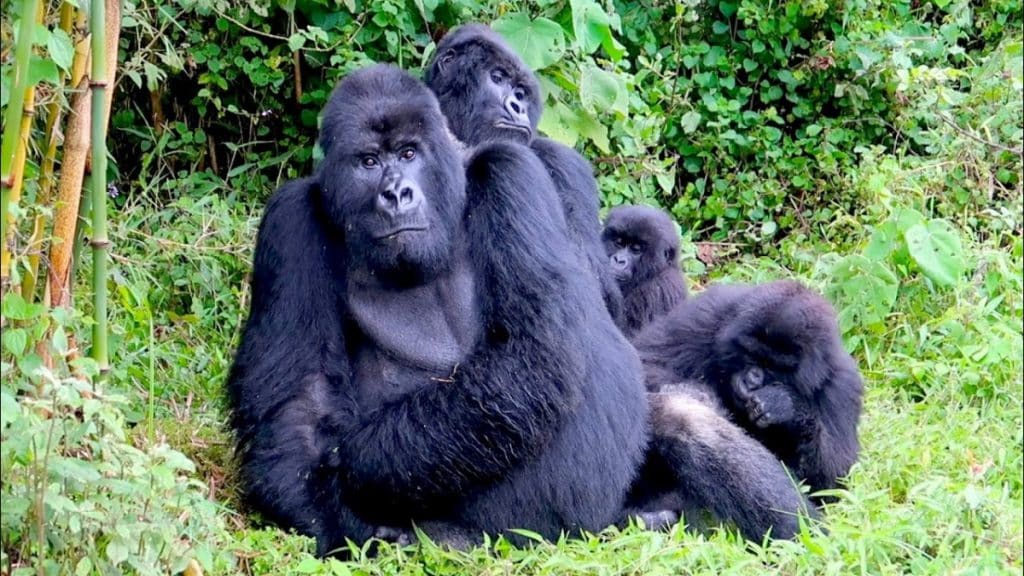 Gorilla Trekking in Rwanda