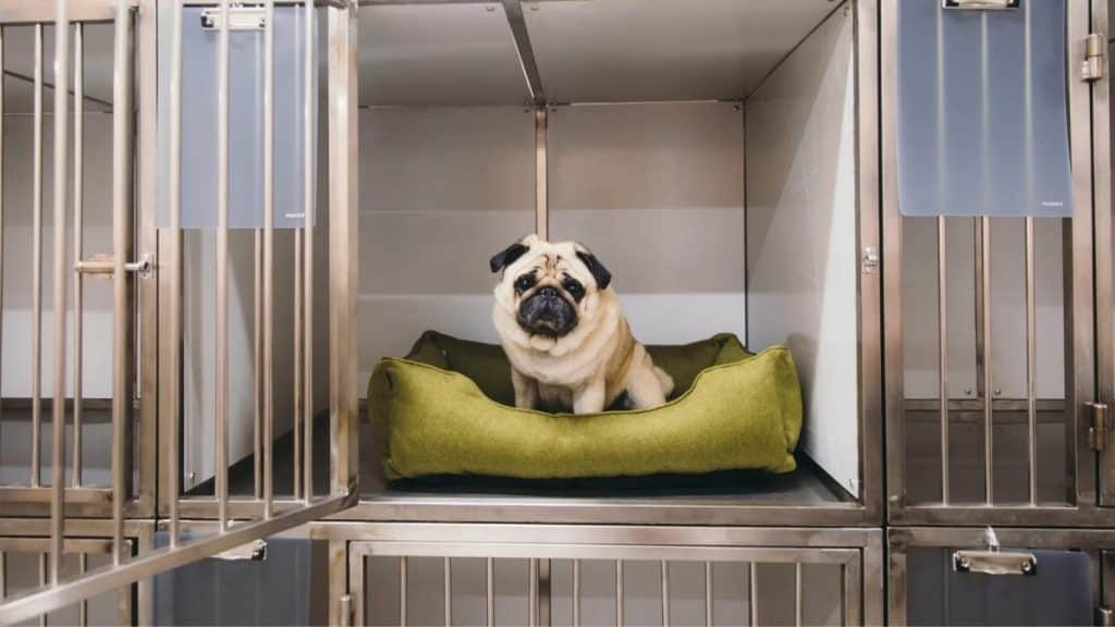 How to Choose the Best Dog Hotel for Your Furry Friend