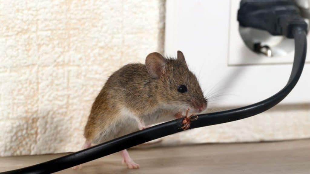 How to Prevent Rodents from Entering Your Home This Winter