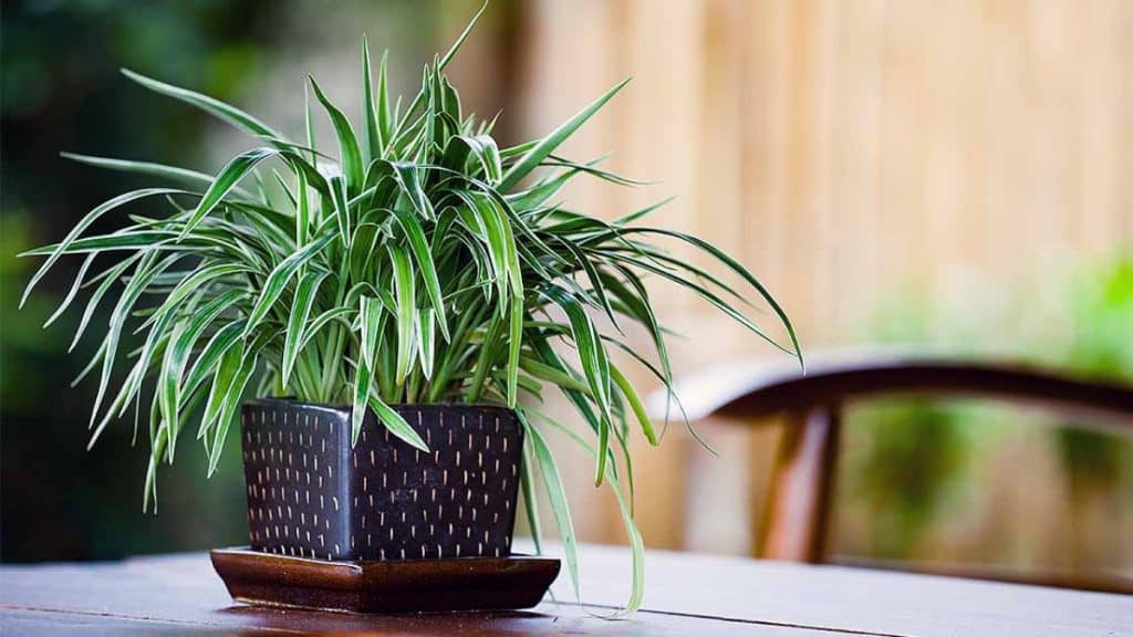 Indoor Plant Care Tips for Condo Owners