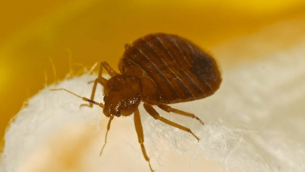 Pro Tips for Getting Rid of Mites