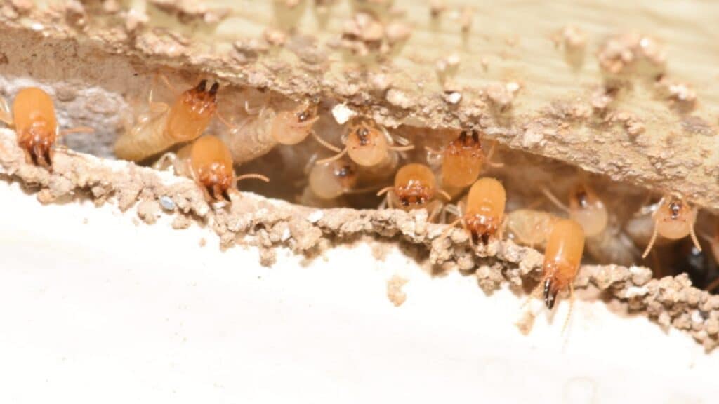 The Hidden Dangers of Ignoring Termite Activity in Your Home