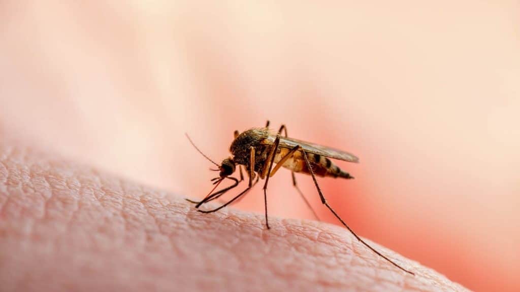 The Role of Mosquito Control in Reducing Malaria Transmission