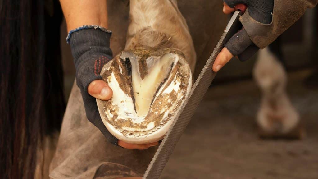 Tips for Choosing the Right Farrier Kit for Your Horse's Hoof Care