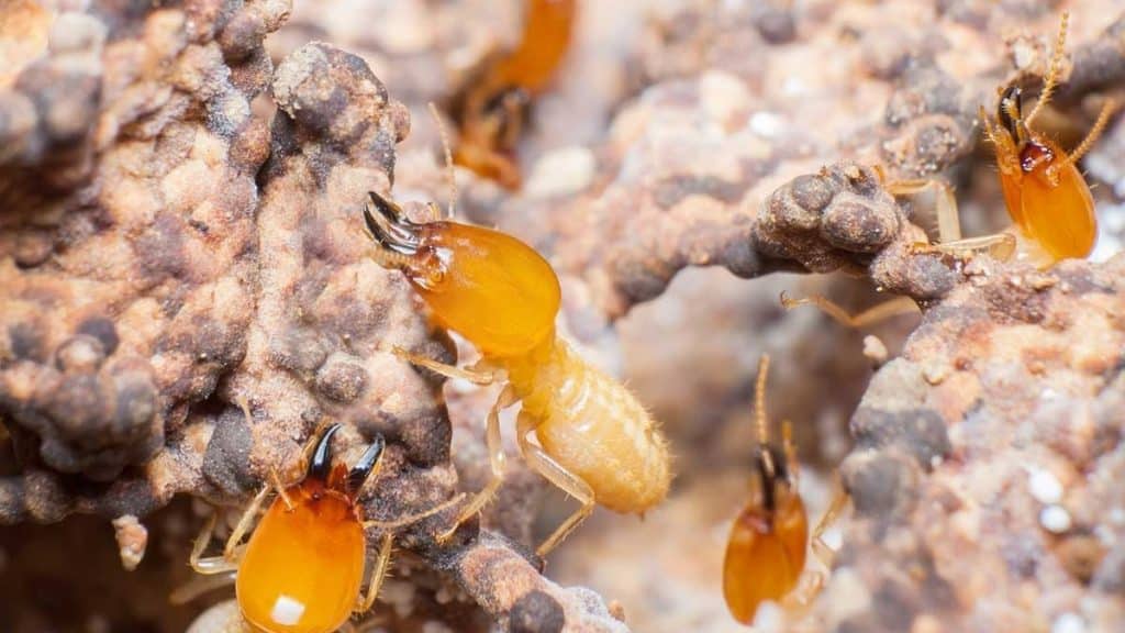 What Homeowners Need to Know About Termite Control