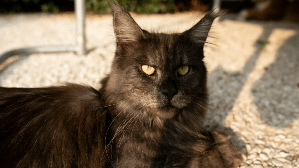 Creating the Perfect Home Environment for Your Maine Coon