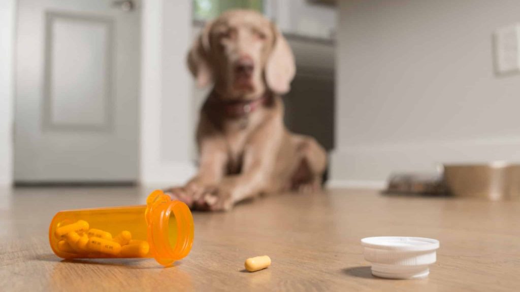 How to Spot Safe and Powerful Animal Medications