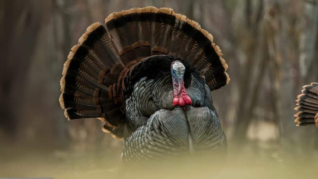 Steps to Refine Your Turkey Hunting Strategy