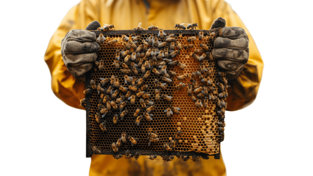 The Process of Honey Production By Bees