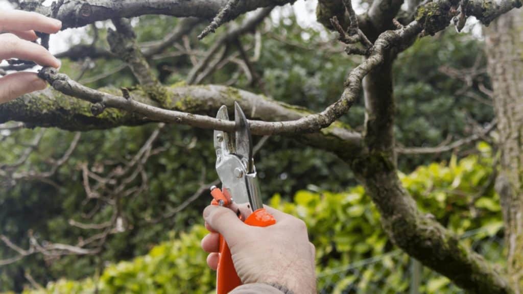 Tree Trimming vs. Tree Pruning Understanding the Difference for Healthier Trees