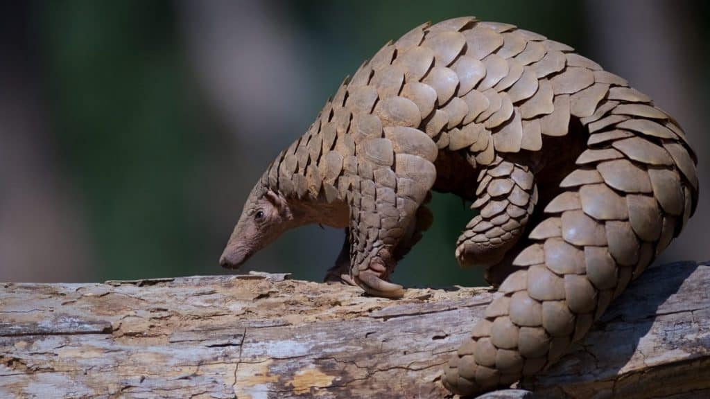 Adopt a Pangolin! Gift Ideas for Wildlife Preservationists