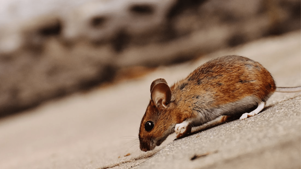 Common Health Risks Associated with Sewer Rats and How to Prevent Them