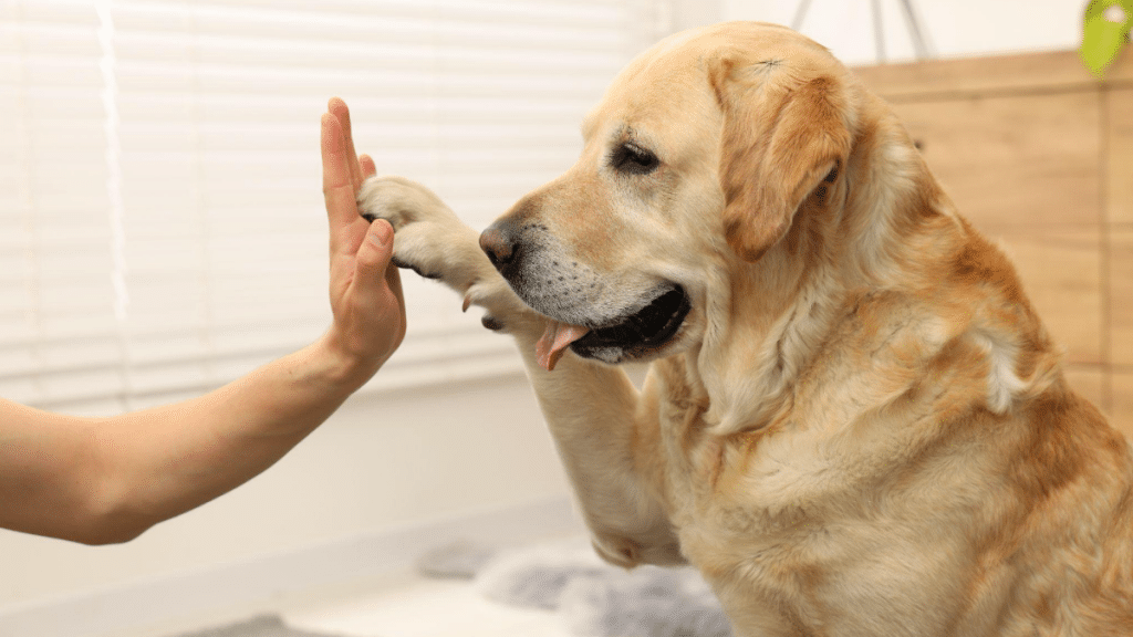 yellow labrador gives high five