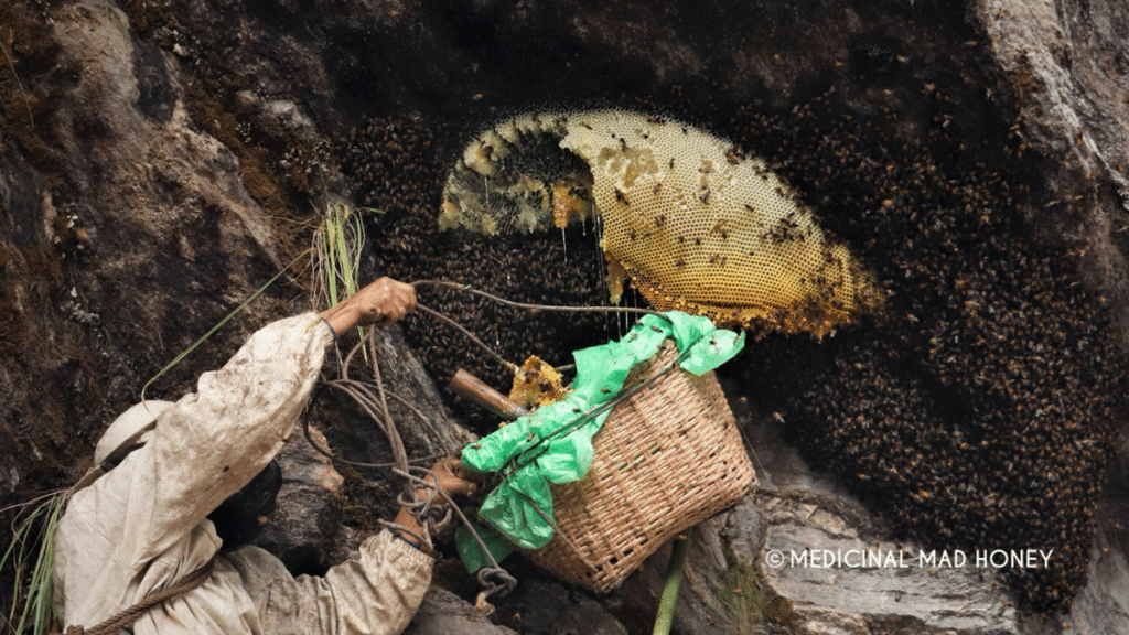 Mad Honey Exploring Its Health Benefits and Risks