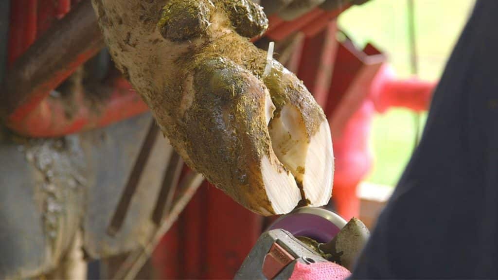 The Importance Of Hoof Trimming For Cows