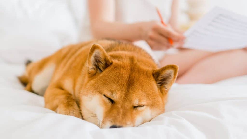 The Science of Canine Sleep How to Improve Your Dog’s Rest Naturally