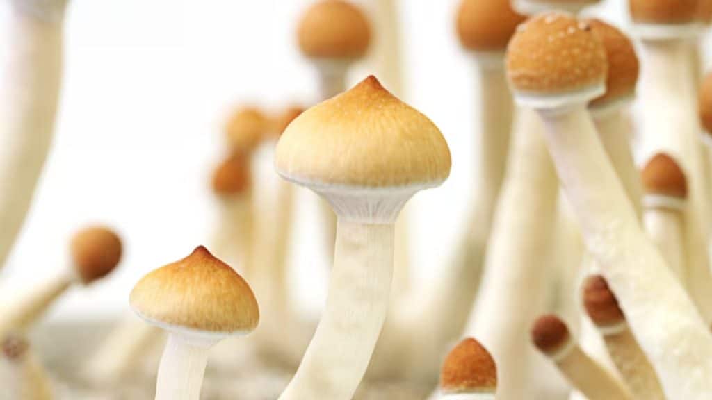 Unlocking the Benefits of Psilocybin A Guide to Magic Mushrooms in Canada