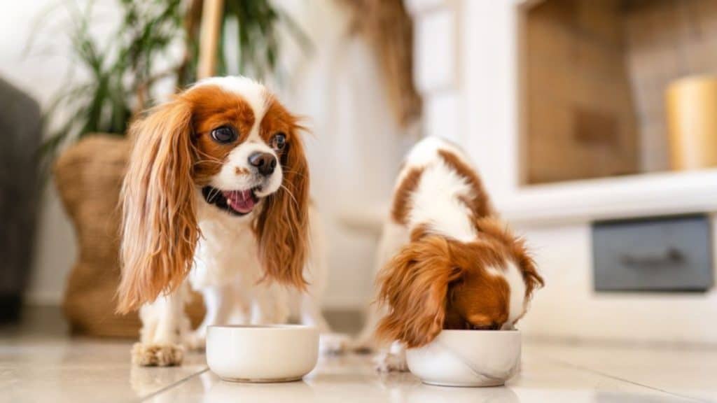 How to Choose the Best Dog Food Based on Age and Activity Level