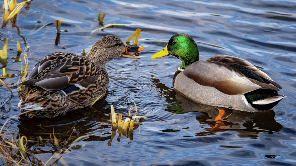 How to Protect Your Home from Unwanted Wildlife Guests