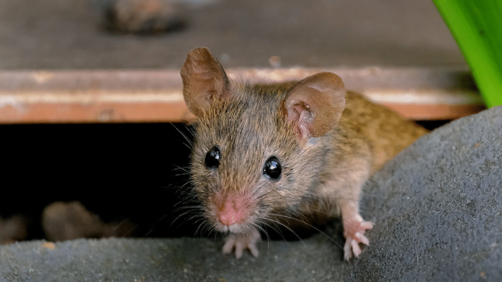 Say Goodbye To Rodents How To Protect Your Home From Mice And Rats