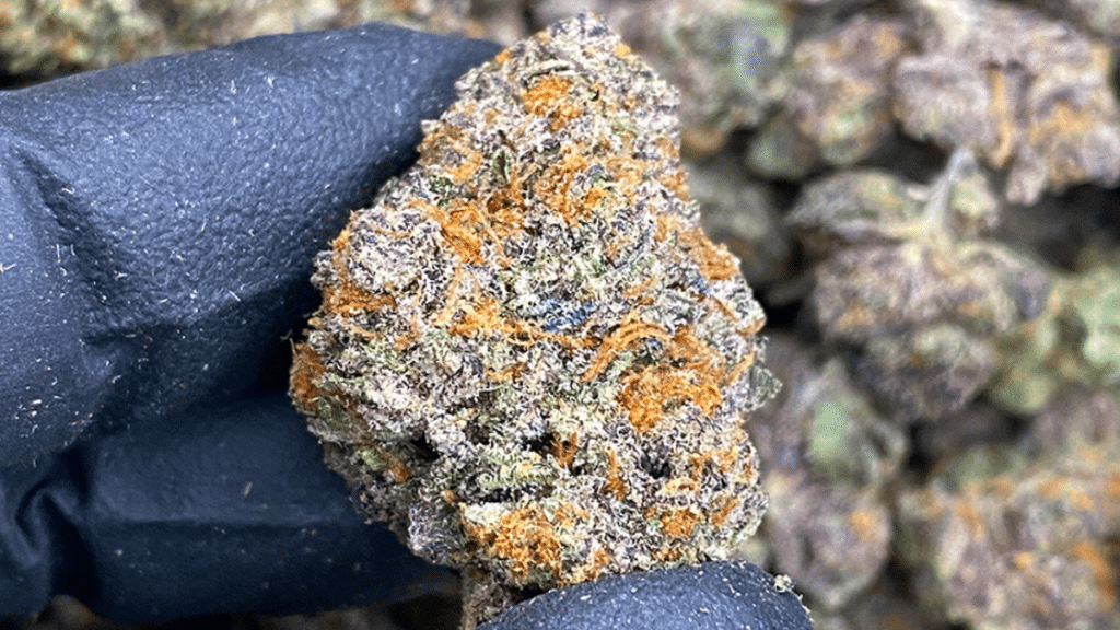 The Ultimate Guide to THCa Flower Benefits, Uses, and Effects