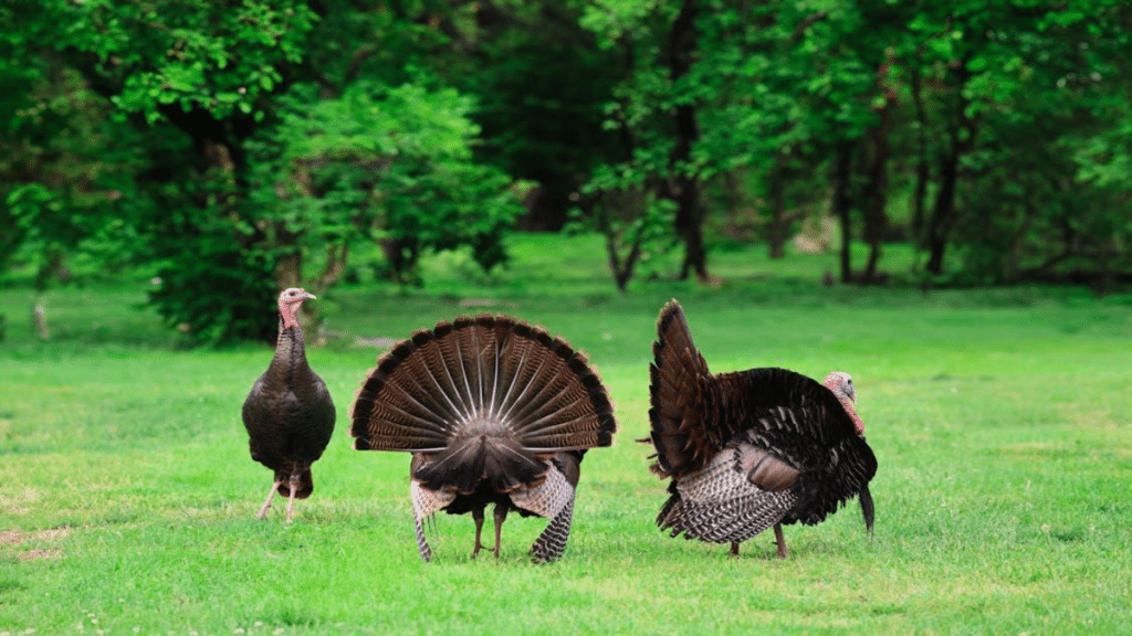 Why Broadheads Matter Best Options for Bowhunting Turkeys
