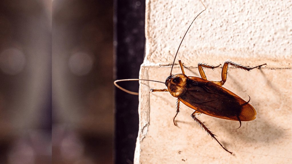 9 Proven Strategies for Eradicating Roaches in Sterling Homes
