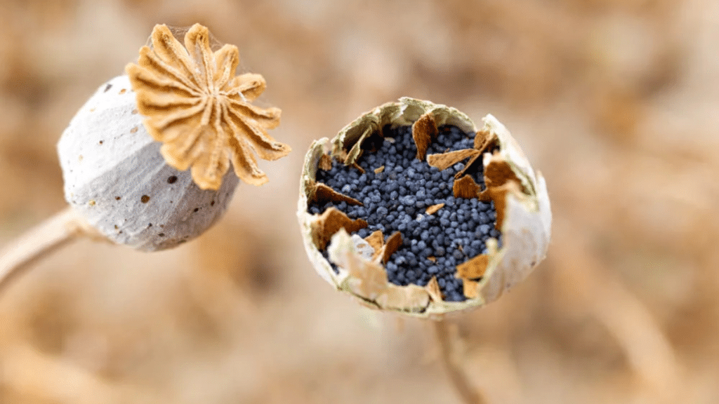 A Complete Guide to Dried Poppy Pods History, Uses, and Where to Buy