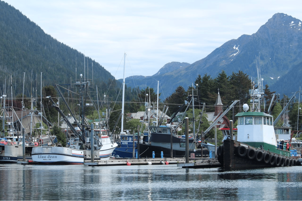 A Firsthand Guide to Alaska Bear Viewing at Anan Observatory’s Salmon Feast