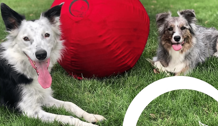 CollieBall: The Original Herding Ball Revolutionizing Play for Urban